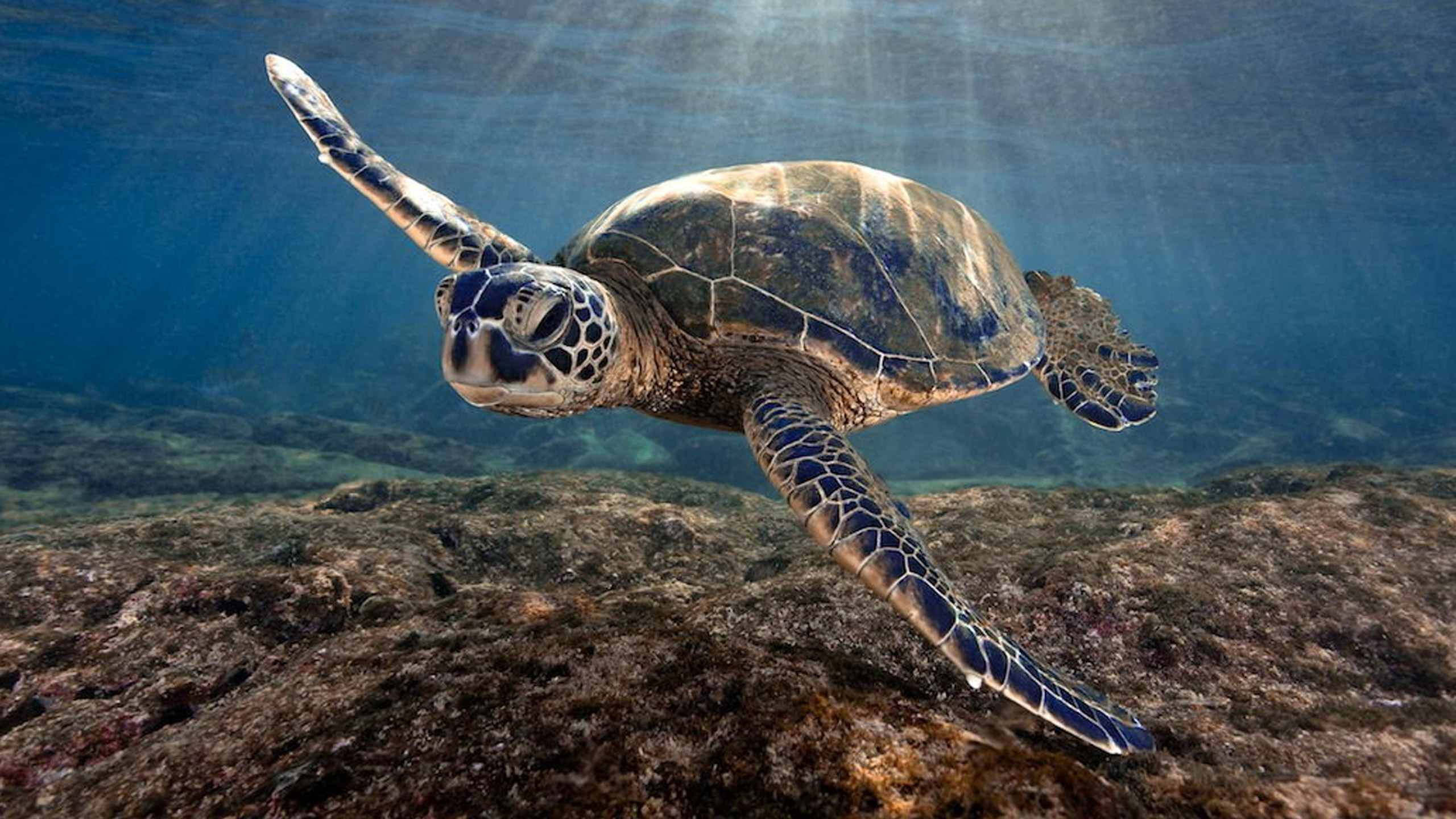 ISE Saves Sea Turtle