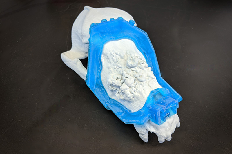 3D printed skull of Sheba and the surgical guide.