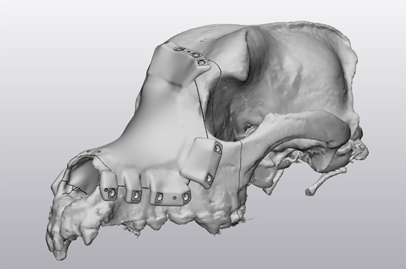 CAD rendering of Sheba's skull